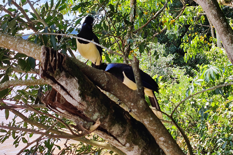 Foto de Jap&oacute;n en mayo